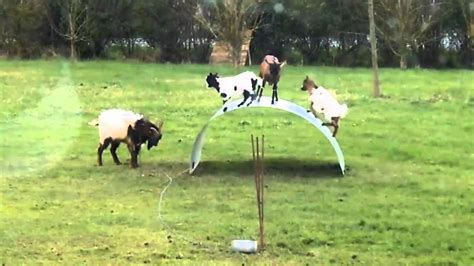 goats jumping on metal sheet|Goats Balance on Metal Sheet: Video .